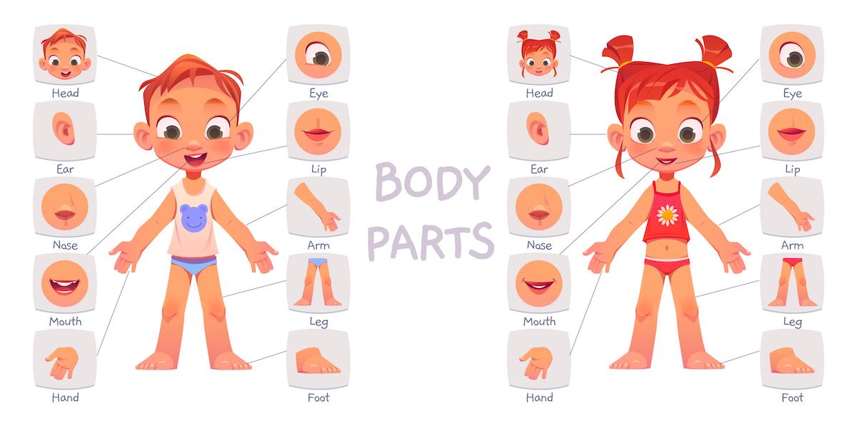 Các Từ Chỉ Bộ Phận Cơ Thể Trong Tiếng Anh
