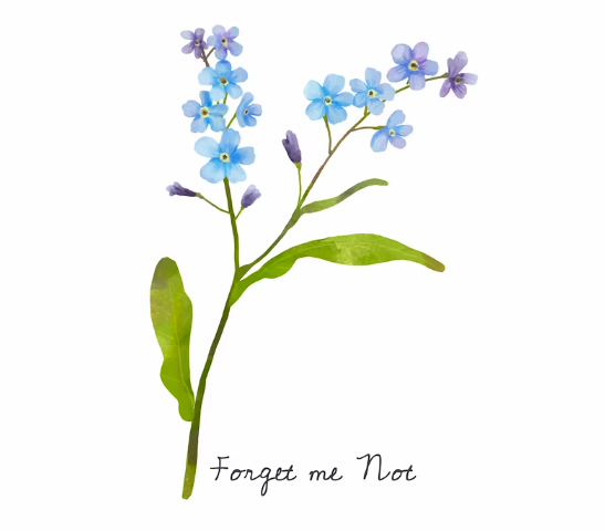 Hoa Lưu Ly Tiếng Anh Là Gì